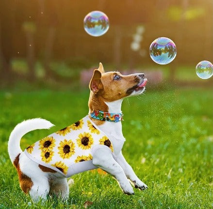 Pettorina Sublimatica per cani
